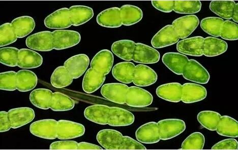 Labfors Lux生物反应器藻类培养与研究